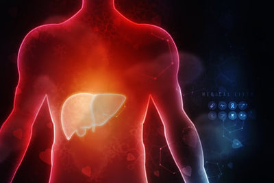 Peptides That help improve liver function