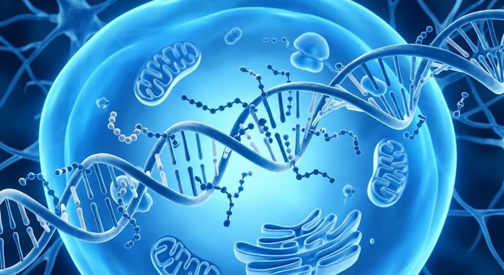 What Is Cerluten? A Science-Based Guide to the A-5 Nervous System Bioregulator