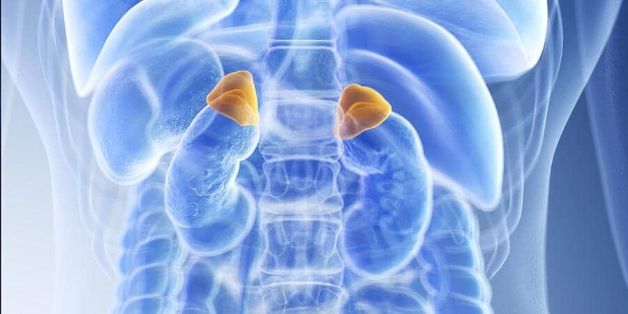 Glandokort (Adrenal Peptide) -Take care of the Adrenal Glands