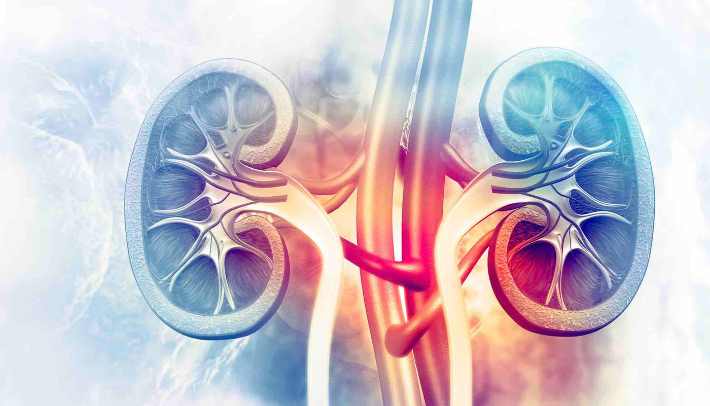 Pielotax to Improve kidney health