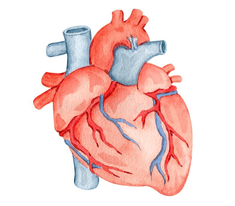 How Ventfort peptides normalize blood vessels