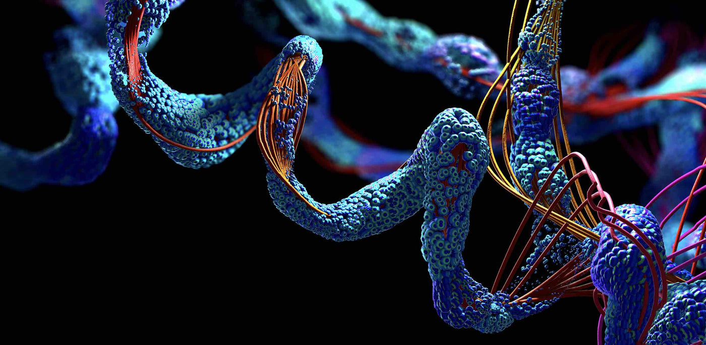 Clinical Study Of Suprefort® Peptide Bio-regulator