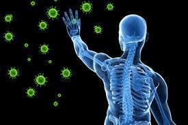 How does the immune system work?
