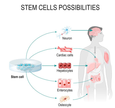 Understanding Stem Cell Supplementation