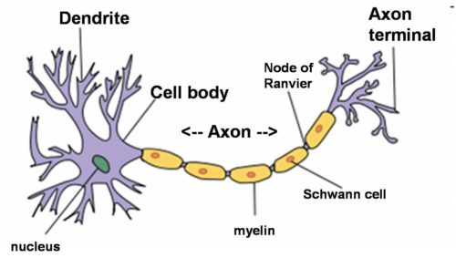  Nervonic Acid Myelin Support